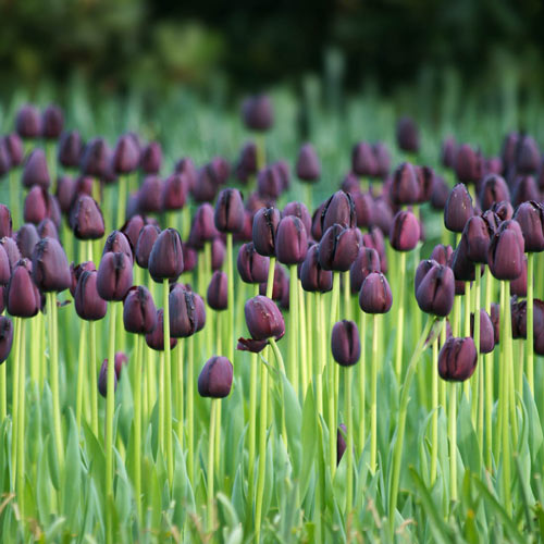 tulipa-queen-of-night black juoda tulpe tulpiu svogūnėliai olandiški gėlės ir manufaktūra