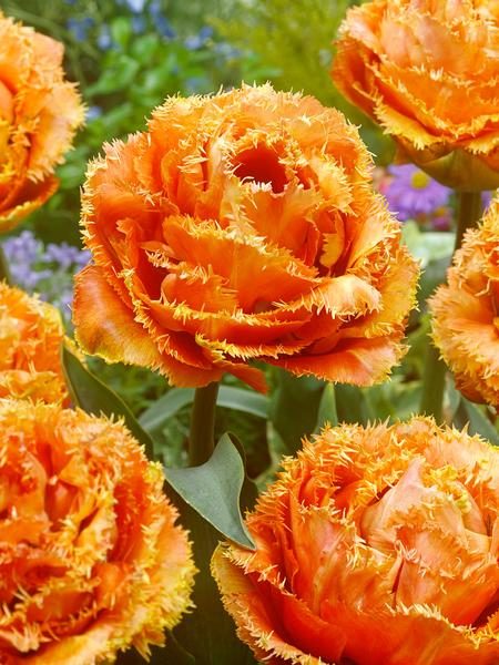 tulipa sensual touch bulbs double fringed orange oranžinės tulpes svogūnėliai gėlės ir manufaktūra pilnavidures svogūninis augalas