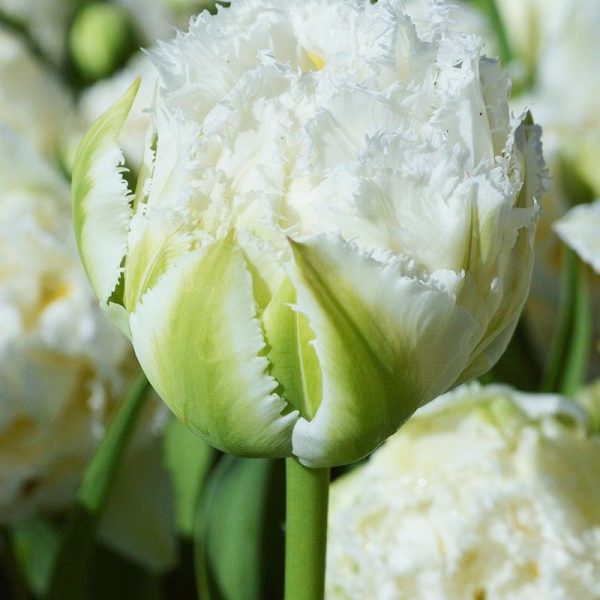 tulipa snow crystal tulips double bulbs tulpes tulpių svogūnėliai exclusive gėlės ir manufaktūra bijūninė šerkšnota pilnavidurė reta balta