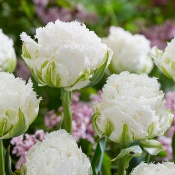 tulipa snow crystal tulips double bulbs šerkšnota tulpes tulpių svogūnėliai exclusive gėlės ir manufaktūra bijūninė pilnavidurė balta svogūnas