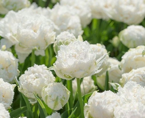 tulipa snow crystal tulips double bulbs šerkšnota tulpes tulpių svogūnėliai exclusive gėlės ir manufaktūra bijūninė pilnavidurė balta svogūnas
