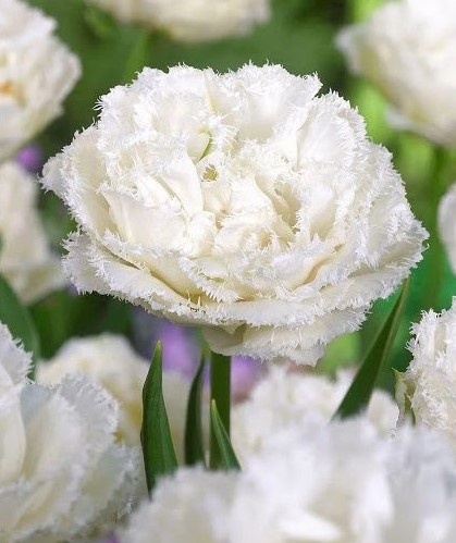 tulipa snow crystal tulips double bulbs tulpes tulpių svogūnėliai exclusive gėlės ir manufaktūra bijūninė šerkšnota pilnavidurė reta balta