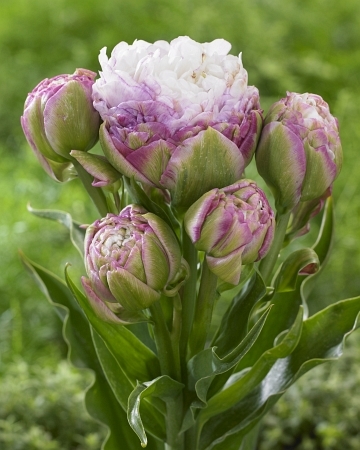 tulipa-violet-prana-tulips bulbs tulpes tulpių svogūnėliai gėlės ir manufaktūra double pilnavidurė bijūninė
