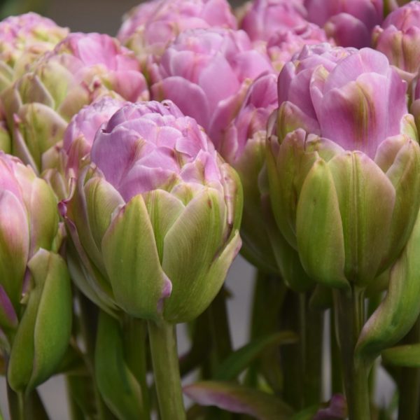 tulipa-violet-prana-tulips bulbs tulpes tulpių svogūnėliai gėlės ir manufaktūra double pilnavidurė bijūninė