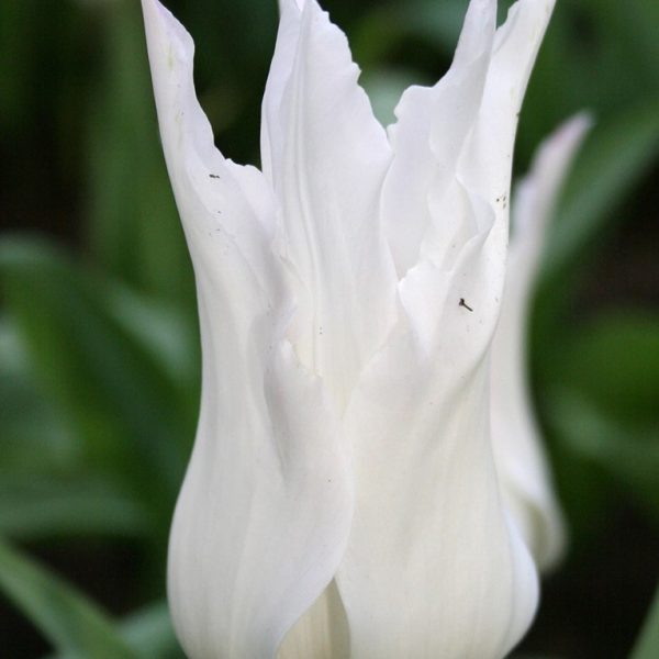 tulipa-white triumphator tulips baltos tulpės augalas gėlės ir manufaktūra svogūninis bulbs