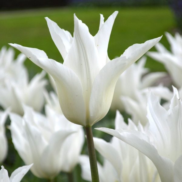 tulipa-white triumphator tulips baltos tulpės tulpių svogūnėliai augalas gėlės ir manufaktūra svogūninis svogūnas bulbs