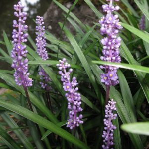 Liriope muscari flowers daugiametis augalas lauko kambarinis žydintis smilga viksva gėlės ir manufaktūra