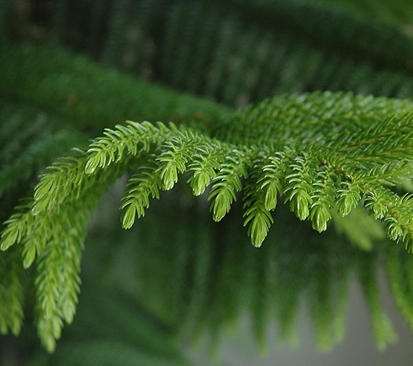 araukarija araucaria heterophylla kaledine eglute norfolk pine kambarinis augalas kaledos christmas tree