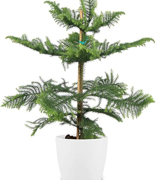araukarija araucaria heterophylla kaledine eglute norfolk pine kambarinis augalas kaledos christmas tree