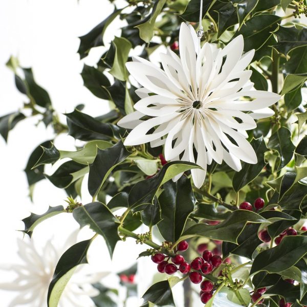 ilex aquifolium holly kalėdų augalas krūmas bugienis visžalis gėlės ir manufaktūra kalėdos