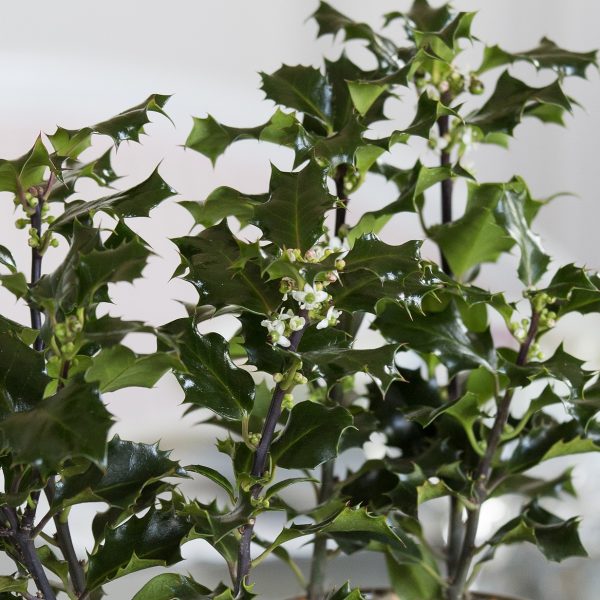 ilex aquifolium holly kalėdų augalas krūmas bugienis visžalis gėlės ir manufaktūra kalėdos