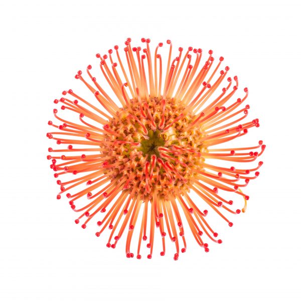 leucospermum cordifolium oranžinis gaismis orange skinta gėlės ir manufaktūra flowers