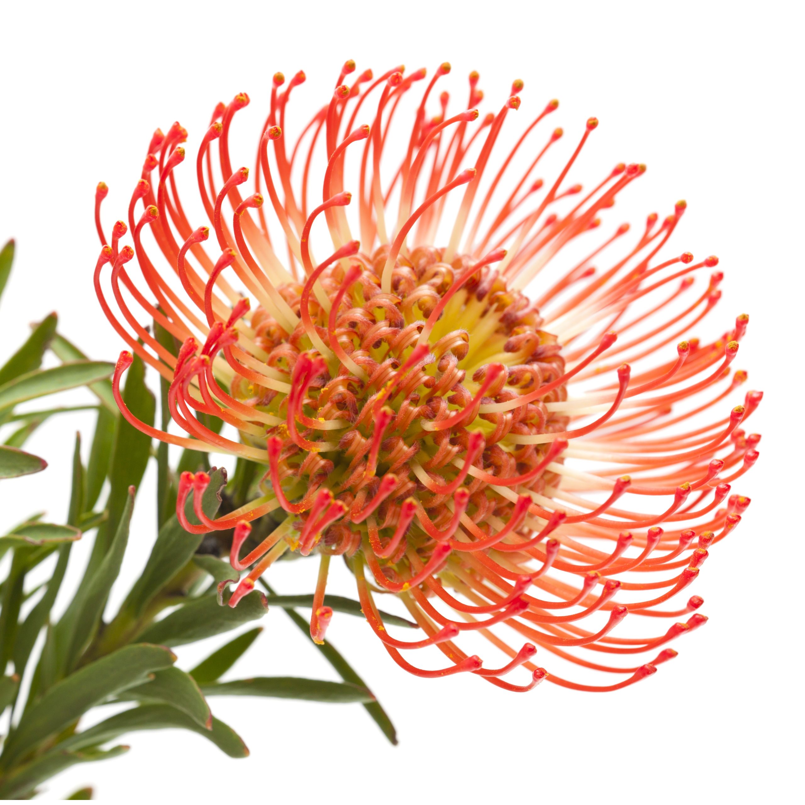 leucospermum cordifolium oranžinis gaismis orange skinta gėlės ir manufaktūra flowers