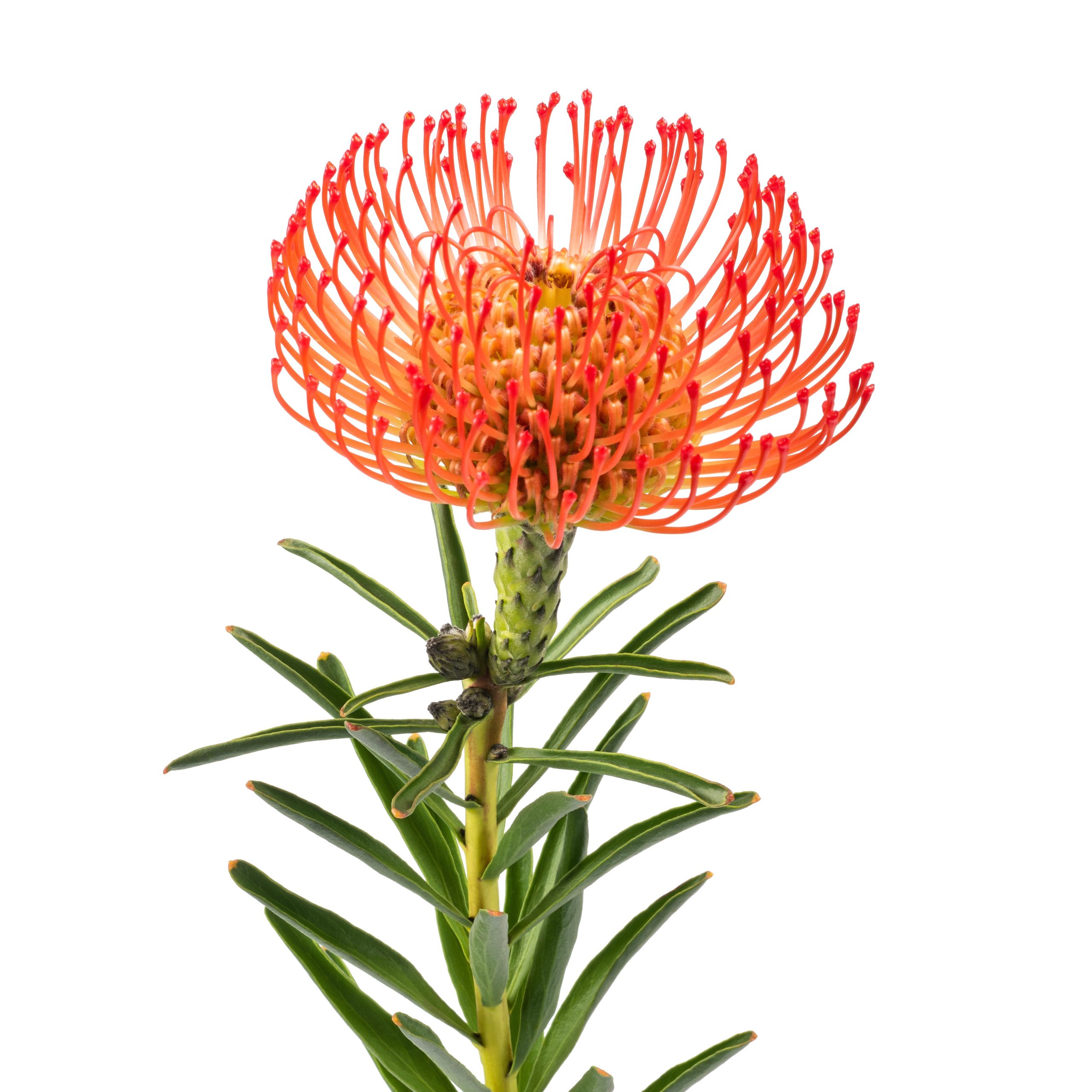 leucospermum cordifolium oranžinis gaismis orange skinta gėlės ir manufaktūra flowers