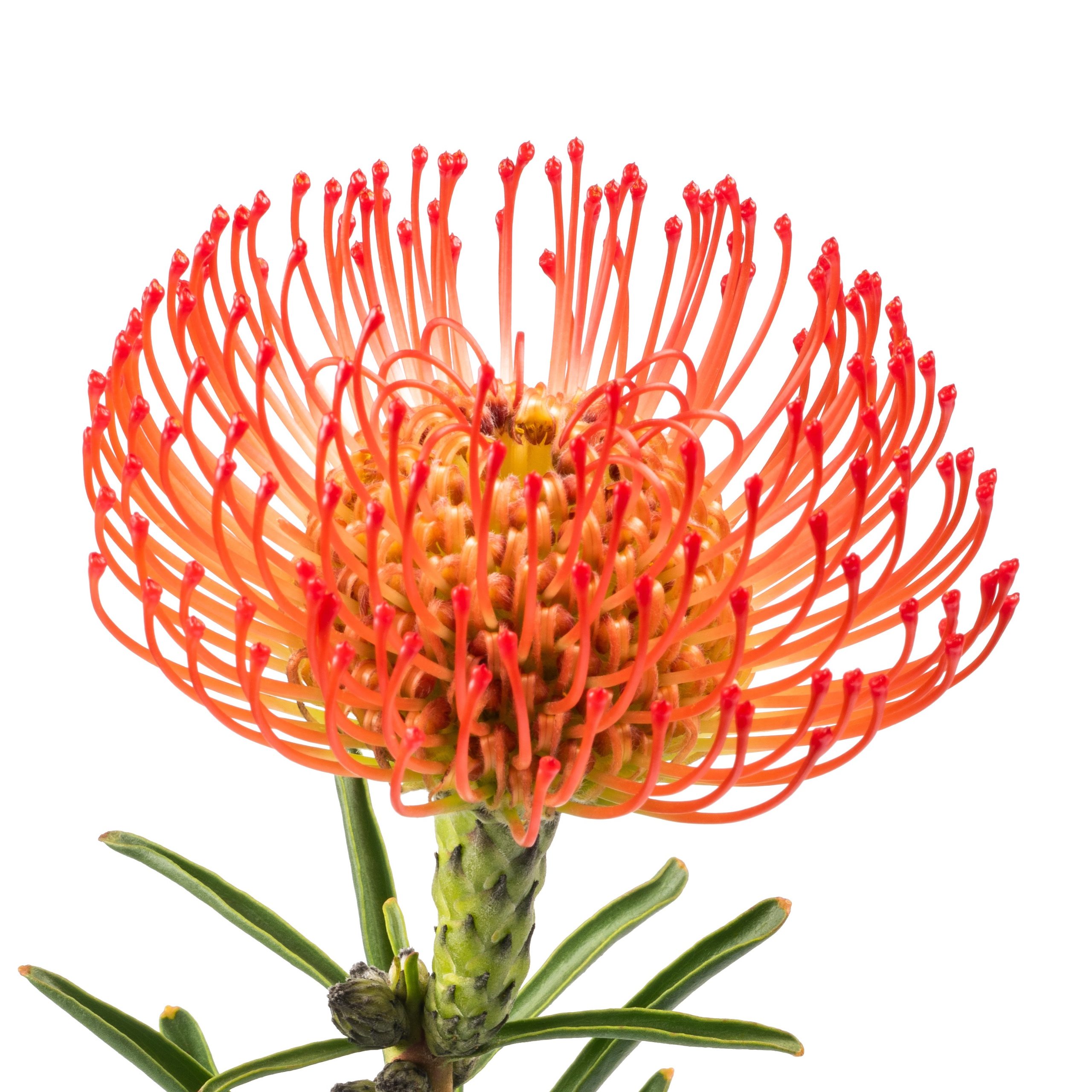 leucospermum cordifolium oranžinis gaismis orange skinta gėlės ir manufaktūra flowers