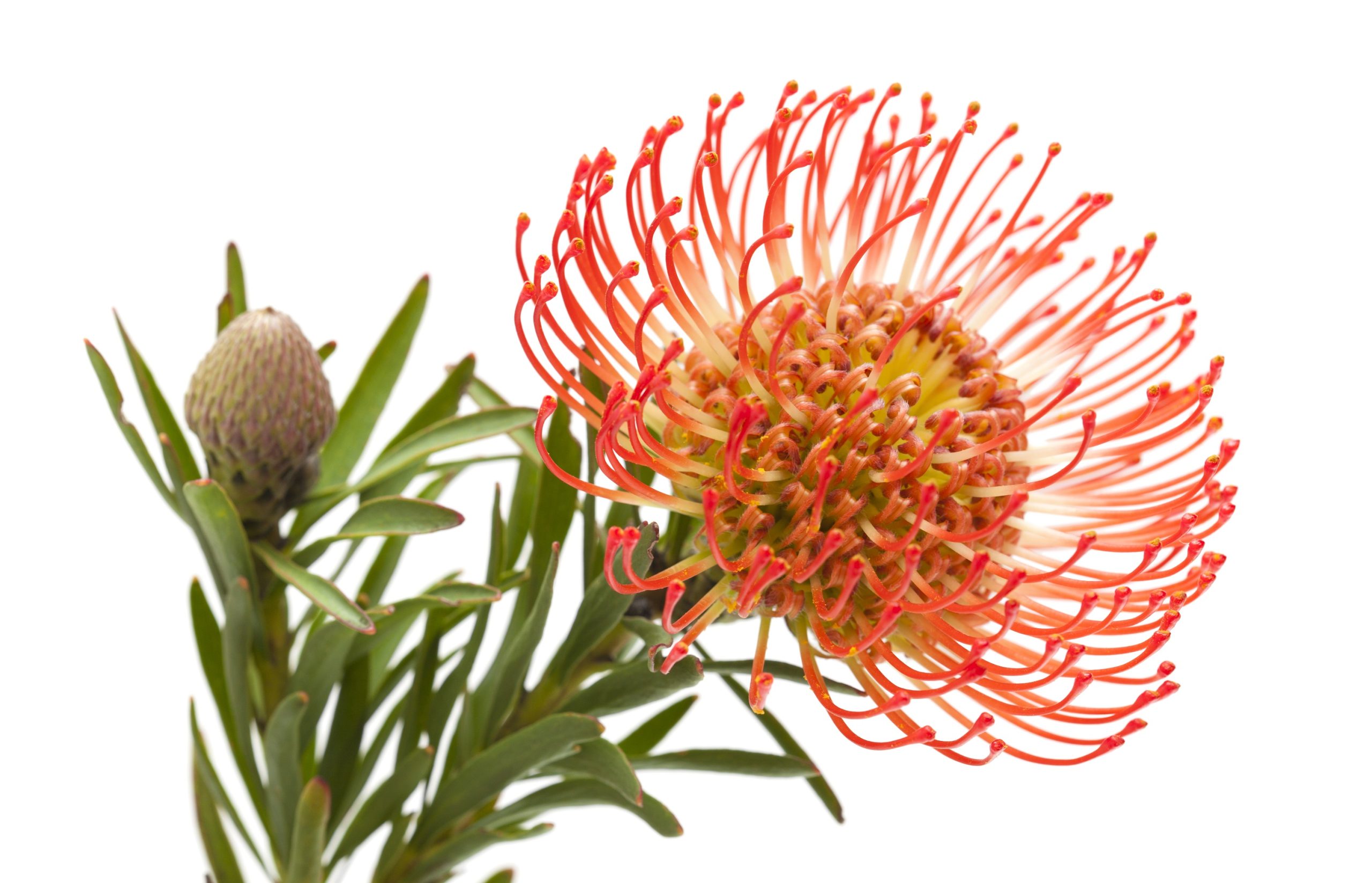 leucospermum cordifolium oranžinis gaismis orange skinta gėlės ir manufaktūra flowers