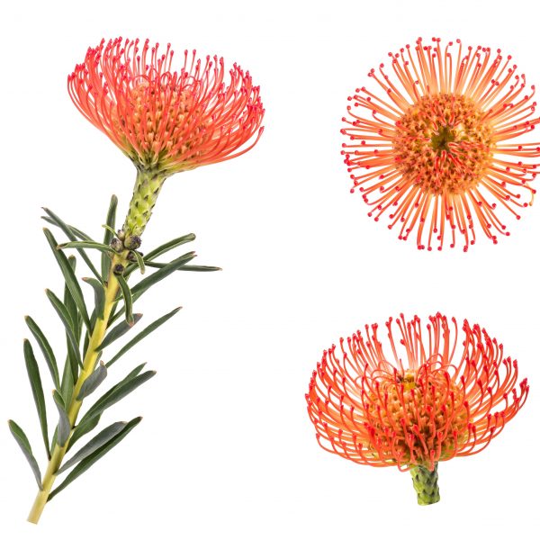 leucospermum cordifolium oranžinis gaismis orange skinta gėlės ir manufaktūra flowers