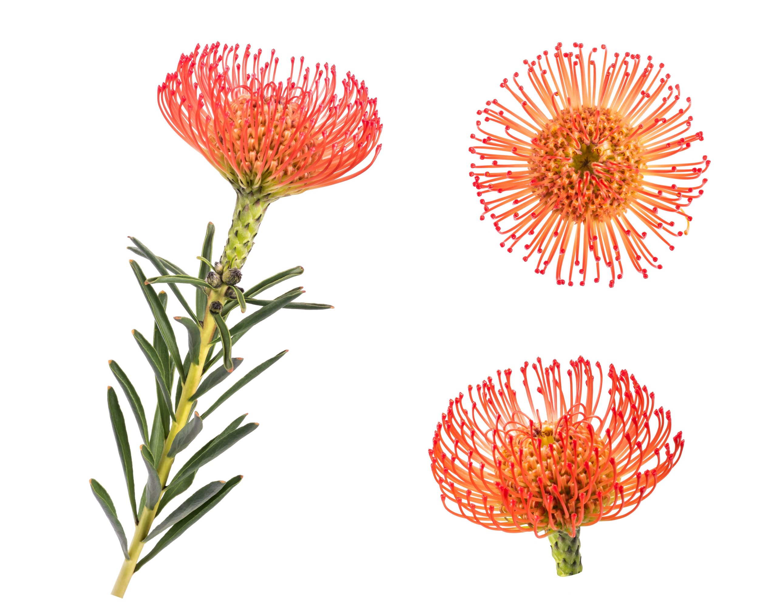 leucospermum cordifolium oranžinis gaismis orange skinta gėlės ir manufaktūra flowers