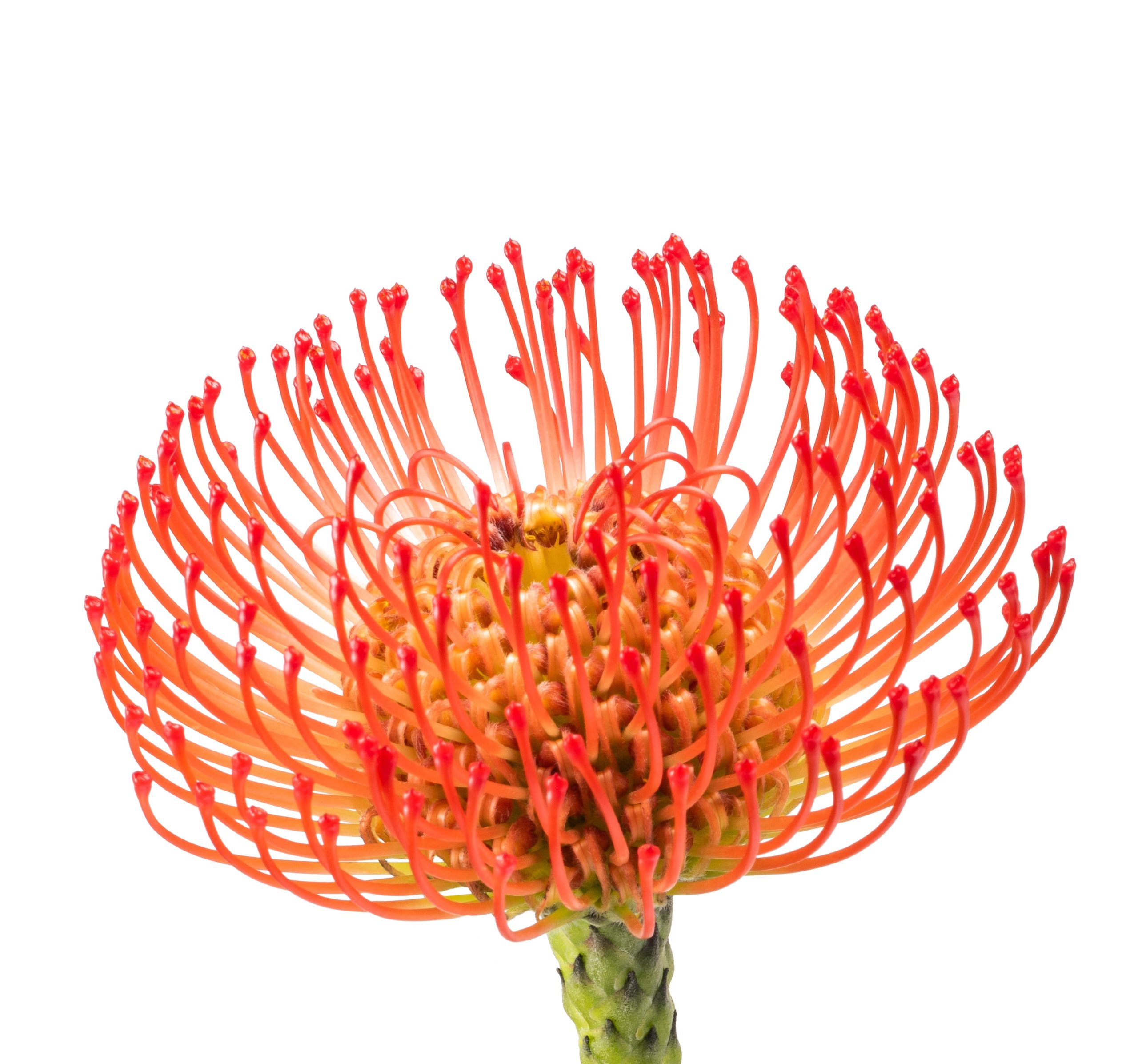leucospermum cordifolium oranžinis gaismis orange skinta gėlės ir manufaktūra flowers