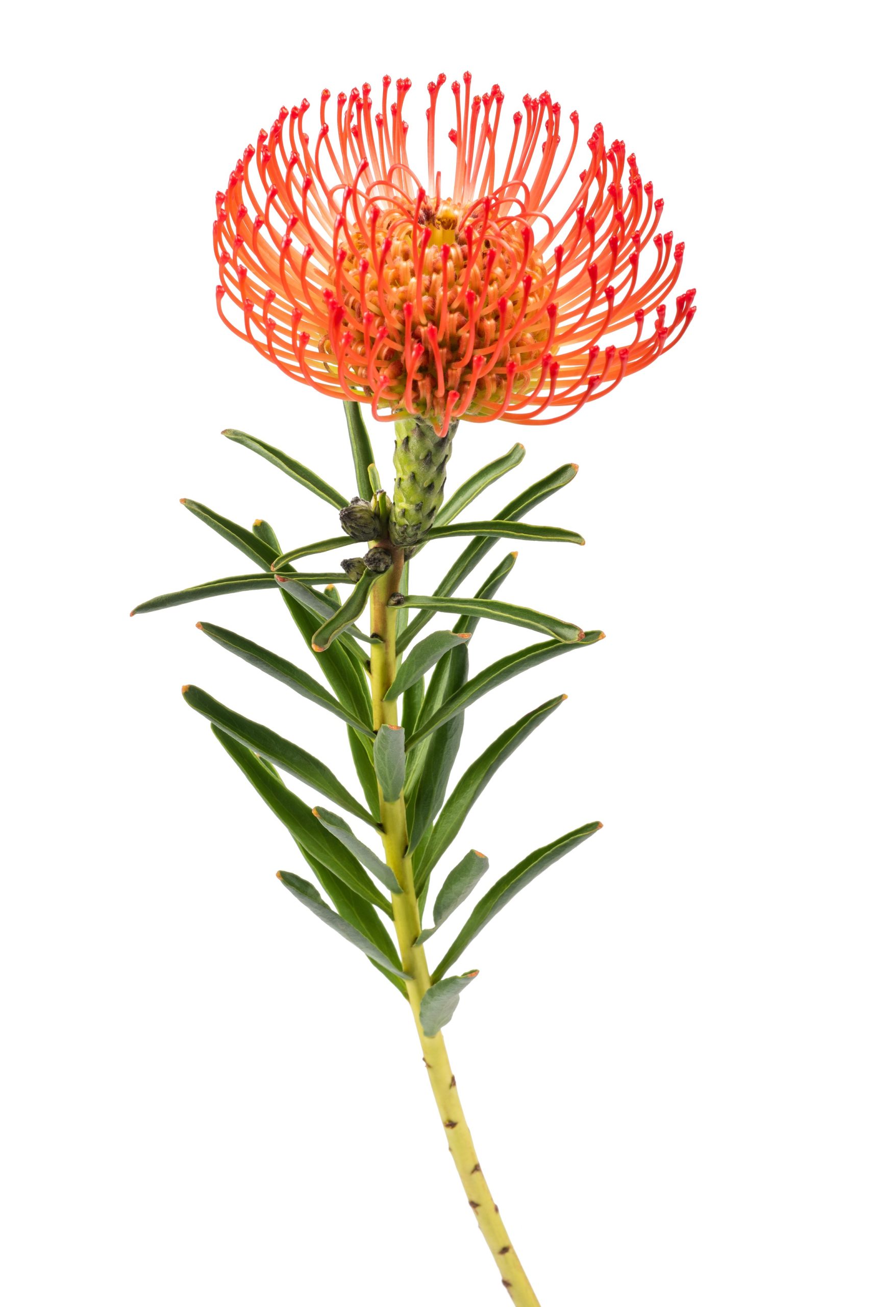 leucospermum cordifolium oranžinis gaismis orange skinta gėlės ir manufaktūra flowers