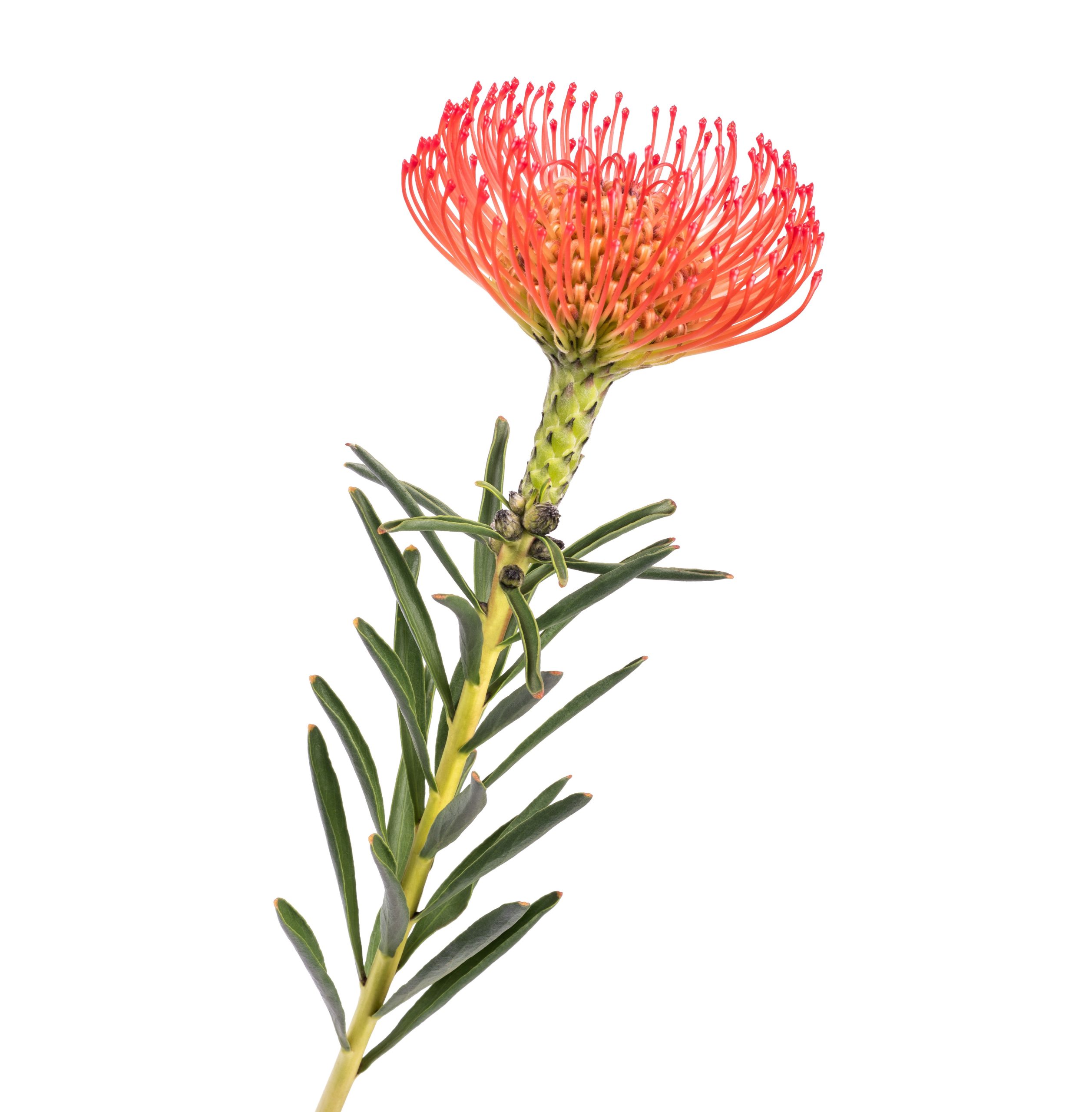 Raudonasis Gaismis (Leucospermum cordifolium) ryškiai oranžinės spalvos žiedai- šepetėliai, įvairūs atspalviai, skinta protėjinė gėlė - Image 6