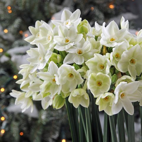 narcissus daffodils paperwhite ziva narcizai daugiažiedžiai gėlės ir manufaktūra bulbs svogūninis augalas narcizas