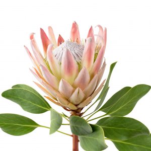 protea cynaroides king pink protėja karališka rožinė skinta gėlė gėlės ir manufaktūra