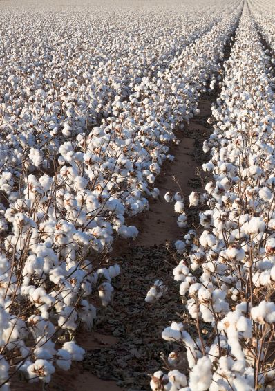Gossypium Hirsutum cotton natural dryed medvilnes vaisiai sausos dezutes balta skinta sausažiedė gėlė