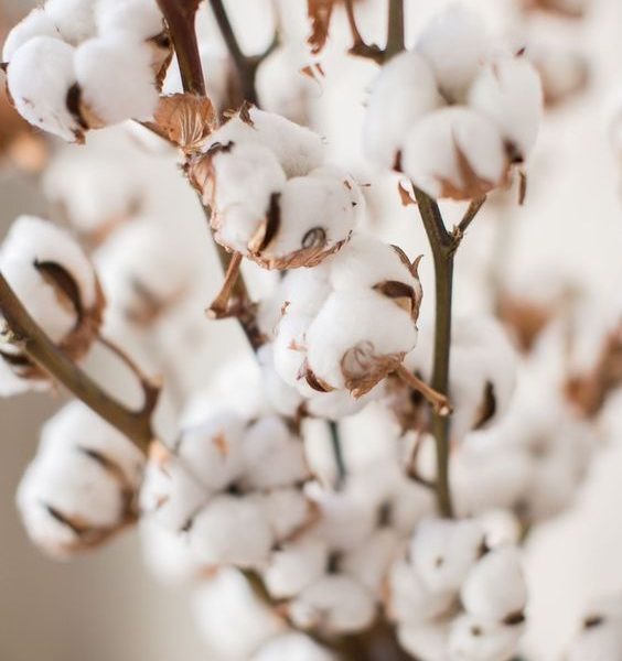 Gossypium Hirsutum cotton natural dryed medvilnes vaisiai sausos dezutes balta skinta sausažiedė gėlė