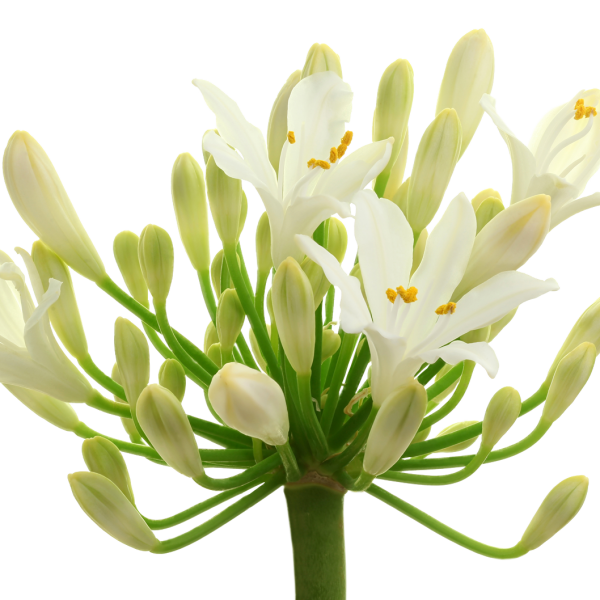 agapanthus white skinta gėlė agapantas baltas