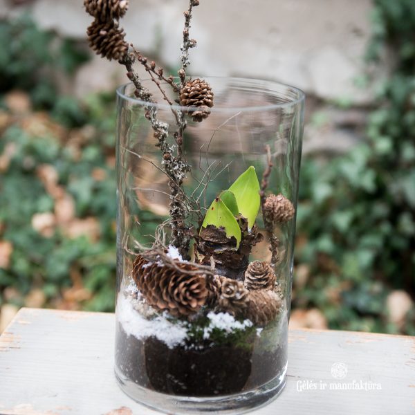 amarilis hippeastrum amaryllis meilenis kalėdos dekoras augalas kompozicija christmas kalėdinis gėlės ir manufaktūra rankų darbo handmade naturalus arrangement winter plants