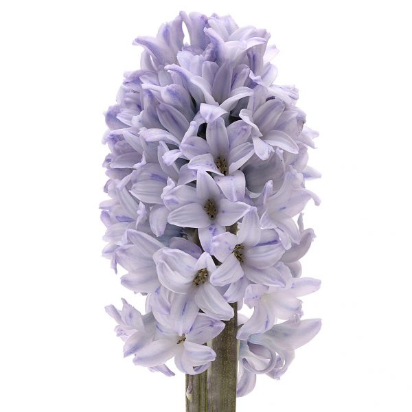 hyacinthus jacintas skintos parfum fragrant gėlės ir manufaktūra