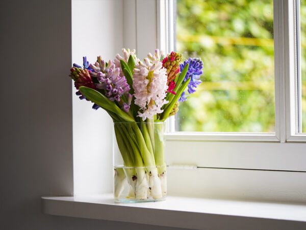 hyacinthus jacintas skintos parfum fragrant gėlės ir manufaktūra