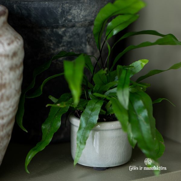 vazonas augalams glazūruotas keramikinis žalsvas Hilda crackled surface dusty green Mirage gėlės ir manufaktūra iblaursen 1363-81