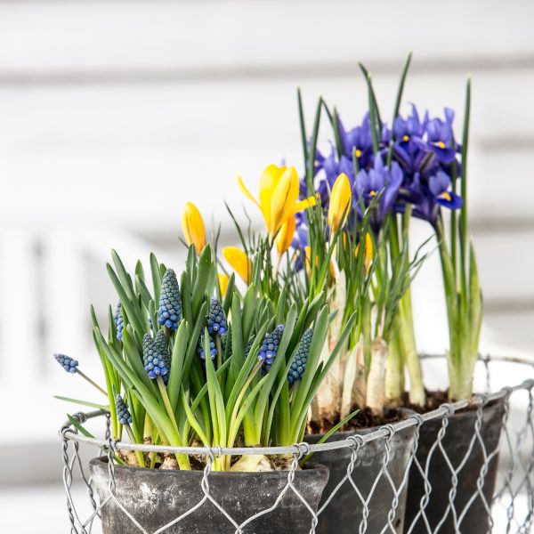 Muscari iris crocus augalas vazone floradania image plants bulbs velykos gėlės ir manufaktūra pavasaris spring flowers svoguniniai augalai