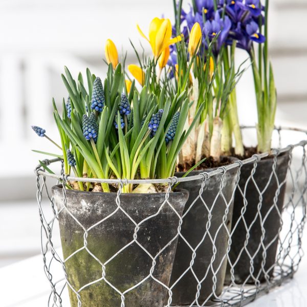 Muscari iris crocus augalas vazone floradania image plants bulbs velykos gėlės ir manufaktūra pavasaris spring flowers svoguniniai augalai