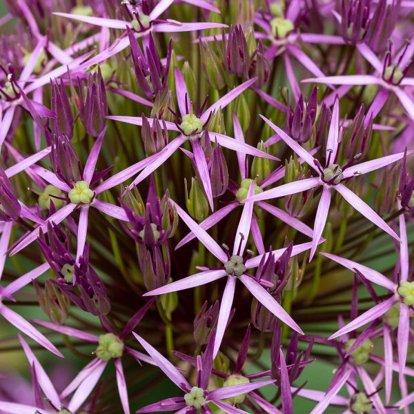 allium christophii star of persia bulbs svogūninis augalas česnakas purpuriniai žiedai gėlės ir manufaktūra ball