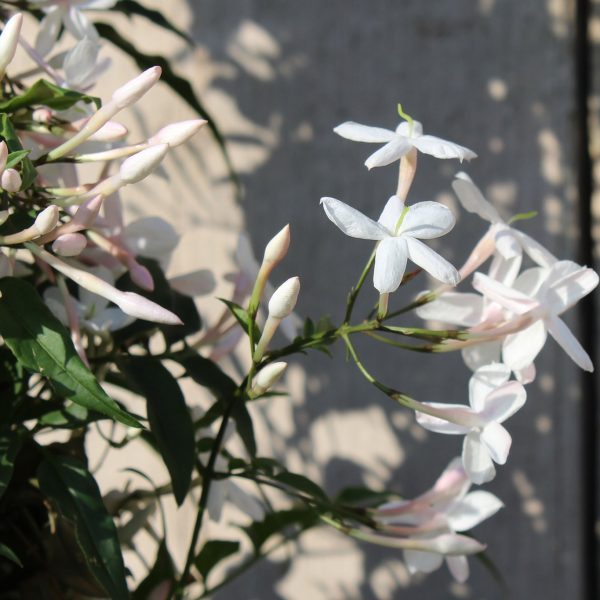 altanova jasminum jazminaitis fragrant flowers plants climbing vijoklis kambariniai augalai kvepiantis