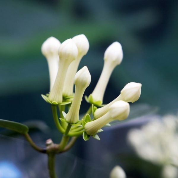 altanova stephanotis floribunda stefanotis madagaskaro jazminas fragrant flowers plants climbing vijoklis kambariniai augalai kvepia