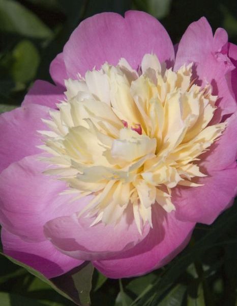 paeonia pink cream peony Bowl of beauty bijūnas bijūnai rožinės kreminės spalvos žiedai daugiametis augalas