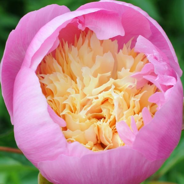 paeonia pink cream peony Bowl of beauty bijūnas bijūnai rožinės kreminės spalvos žiedai daugiametis augalas