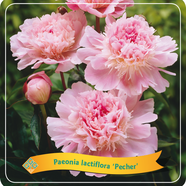 paeonia peony Pecher bijūnas bijūnai šviesiai rožinės spalvos žiedai light pink daugiametis augalas perennials