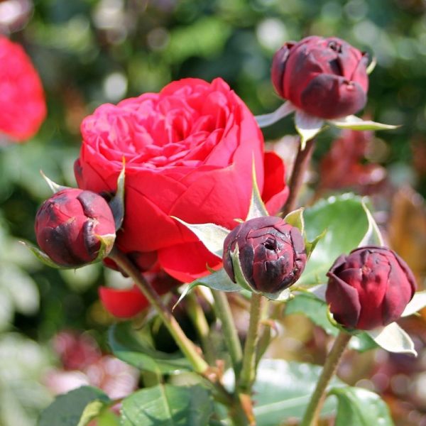 rosa garden rose red piano bijūninė sodo rožė pompon augalas rožių krūmas pink gėlės ir manufaktūra
