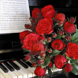 rosa garden rose red piano bijūninė sodo rožė pompon augalas rožių krūmas pink gėlės ir manufaktūra
