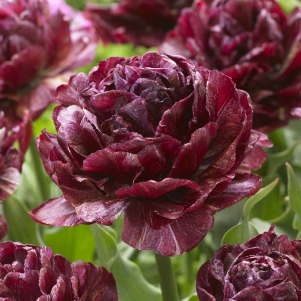 tulipa nachtwacht double bordo tulips bulbs tulpes tulpių svogūnėliai gėlės ir manufaktūra bordinės pilnavidurės