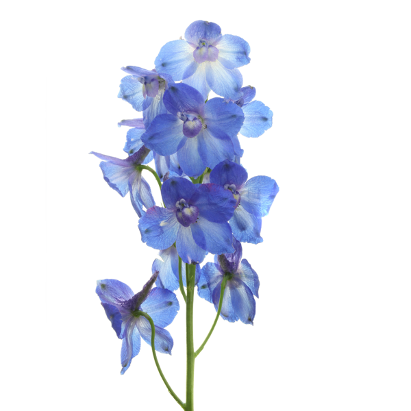 Delphinium Volkerfrieden blue MARGINPAR skintos gėlės ir manufaktūra pentinius