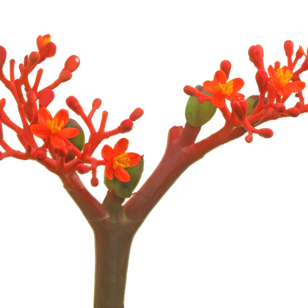 Jatropha podagrica coral red jatrofa raudoni koralai MARGINPAR gėlės ir manufaktūra