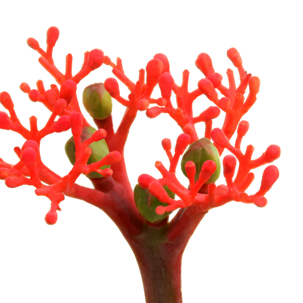 Jatropha podagrica coral red jatrofa raudoni koralai MARGINPAR gėlės ir manufaktūra