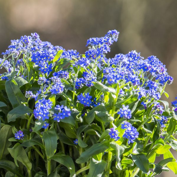 Myosotis neužmirštuolės augalas floradania garden plants blue gėlės ir manufaktūra pavasaris spring flowers