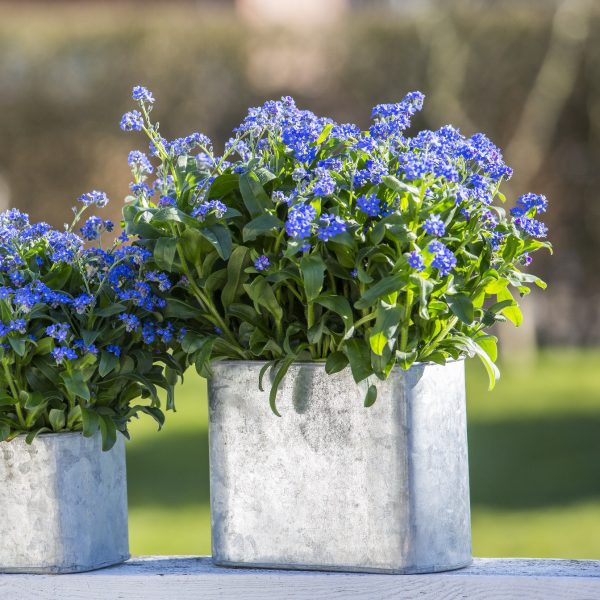Myosotis neužmirštuolės augalas floradania garden plants blue gėlės ir manufaktūra pavasaris spring flowers